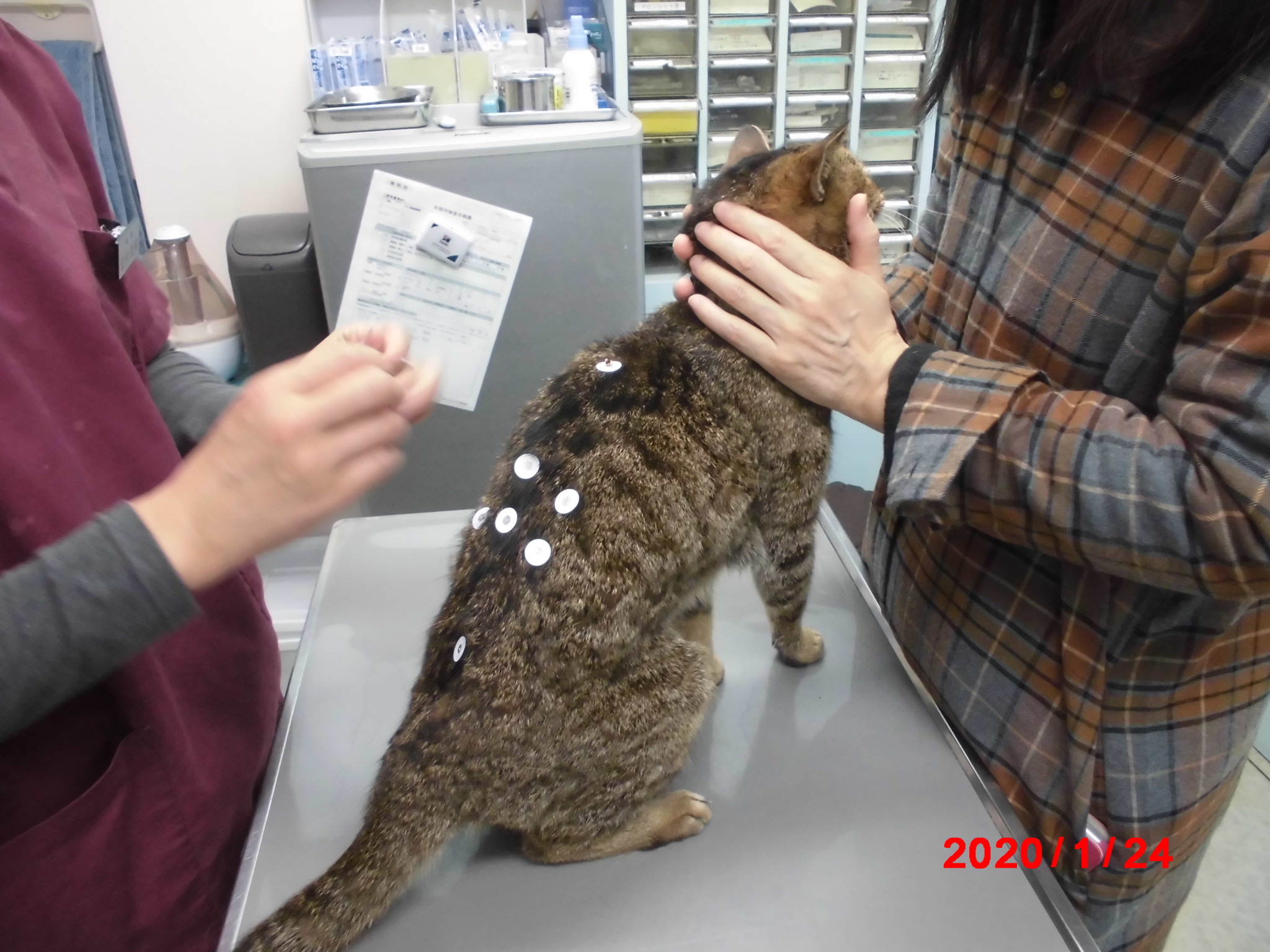 キムラ動物病院｜ 猫ちゃんも鍼灸やります(=^・^=)