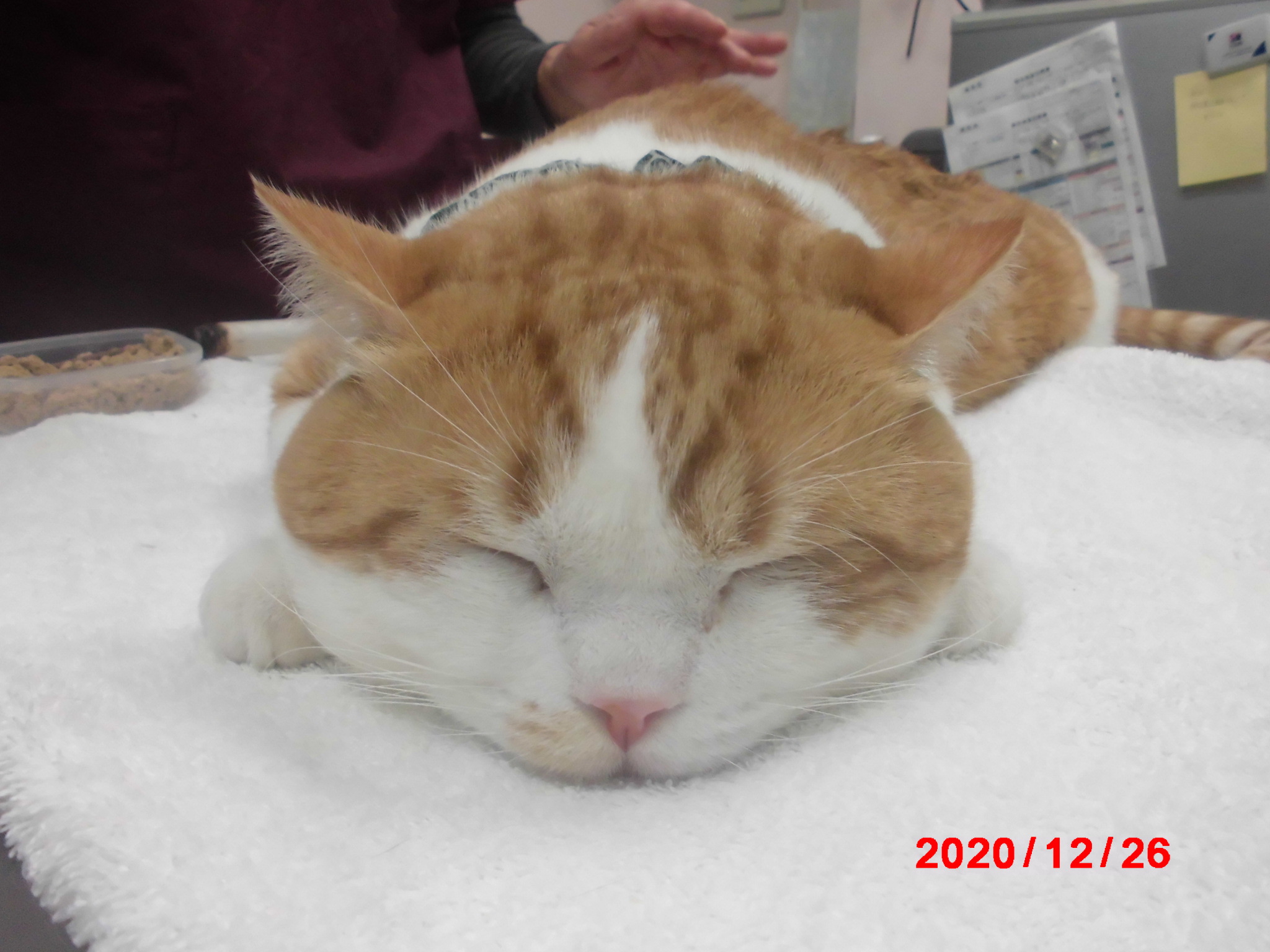 キムラ動物病院| 猫ちゃんの鍼灸治療